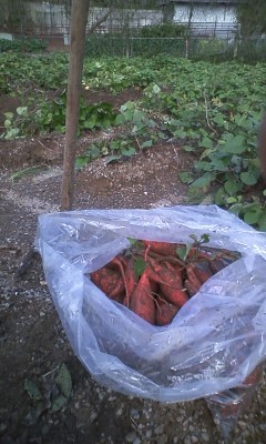 f:id:NCOM:20111024233704j:image