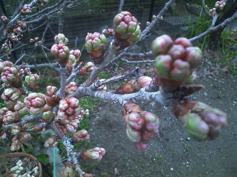 f:id:NCOM:20120305161947j:image
