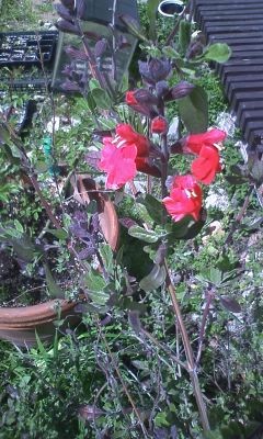 f:id:NCOM:20120402173300j:image