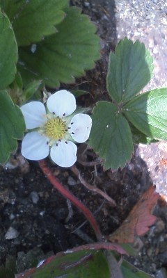 f:id:NCOM:20120402173301j:image