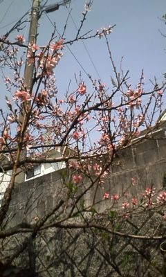 f:id:NCOM:20120402173302j:image