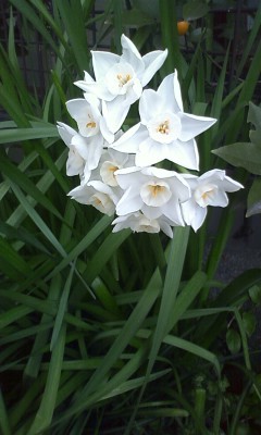 f:id:NCOM:20120402173303j:image