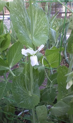 f:id:NCOM:20120412173641j:image f:id:NCOM:20120412173641j:image