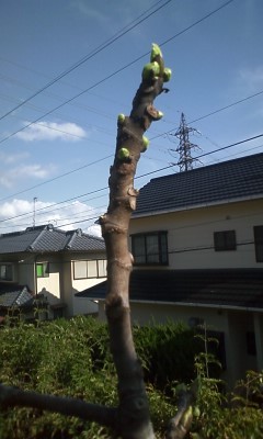 f:id:NCOM:20120414172536j:image