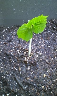 f:id:NCOM:20120522180930j:image f:id:NCOM:20120522180930j:image