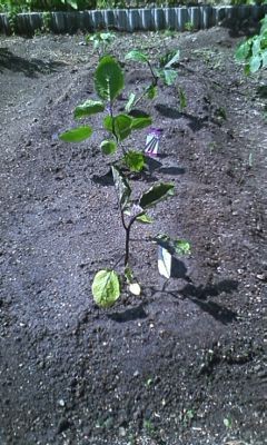 f:id:NCOM:20120522181047j:image f:id:NCOM:20120522181047j:image