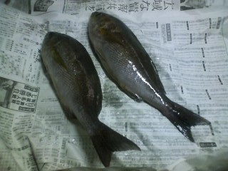 f:id:NCOM:20120706181448j:image