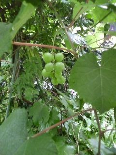 f:id:NCOM:20120708164223j:image
