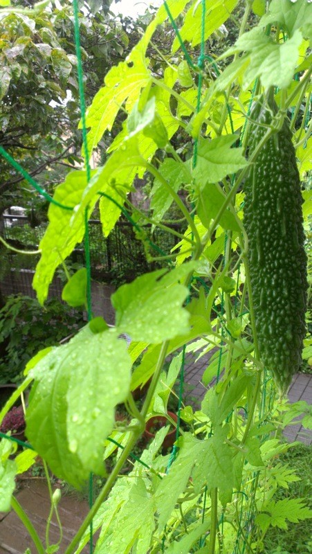 f:id:NCOM:20120801121012j:image
