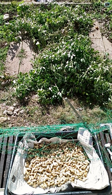 f:id:NCOM:20121112182737j:image
