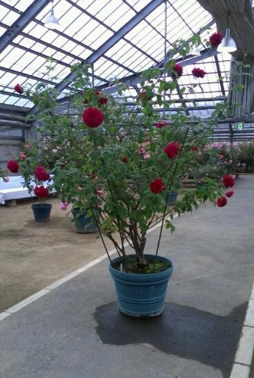 f:id:NCOM:20121124171743j:image