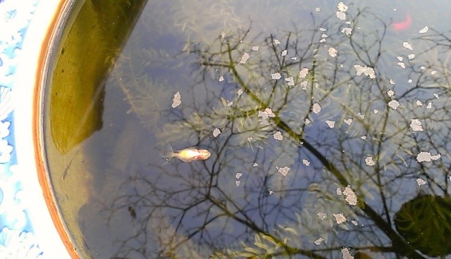f:id:NCOM:20130222153108j:image