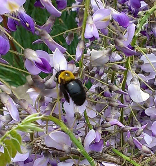 f:id:NCOM:20130415012849j:image