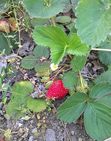 f:id:NCOM:20130429190440j:image