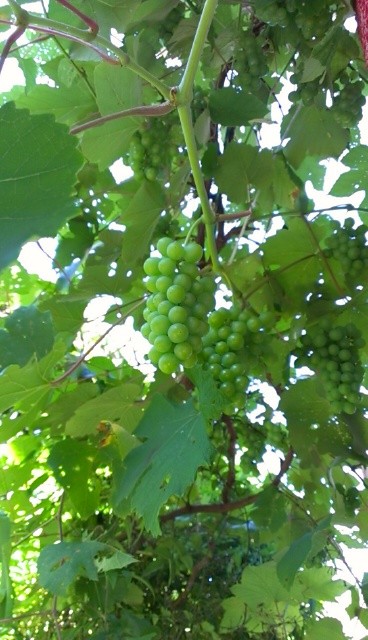 f:id:NCOM:20130708185856j:image