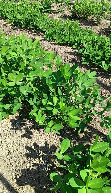 f:id:NCOM:20130724234920j:image