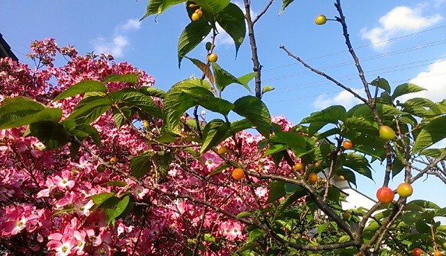 f:id:NCOM:20140426205051j:image
