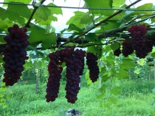 f:id:NCOM:20140826005550j:image f:id:NCOM:20140826005550j:image