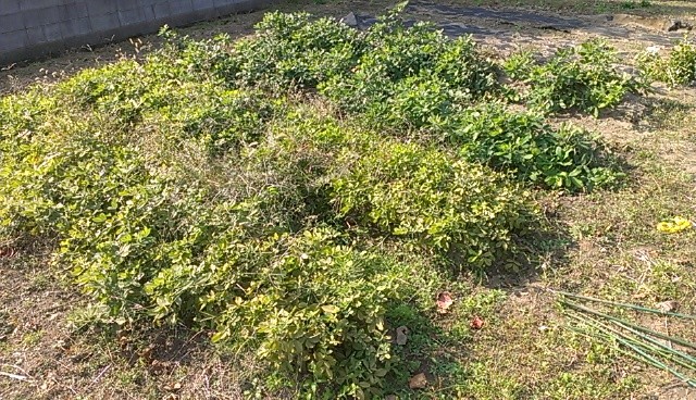 f:id:NCOM:20141107215251j:image