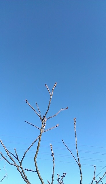 f:id:NCOM:20150203163957j:image