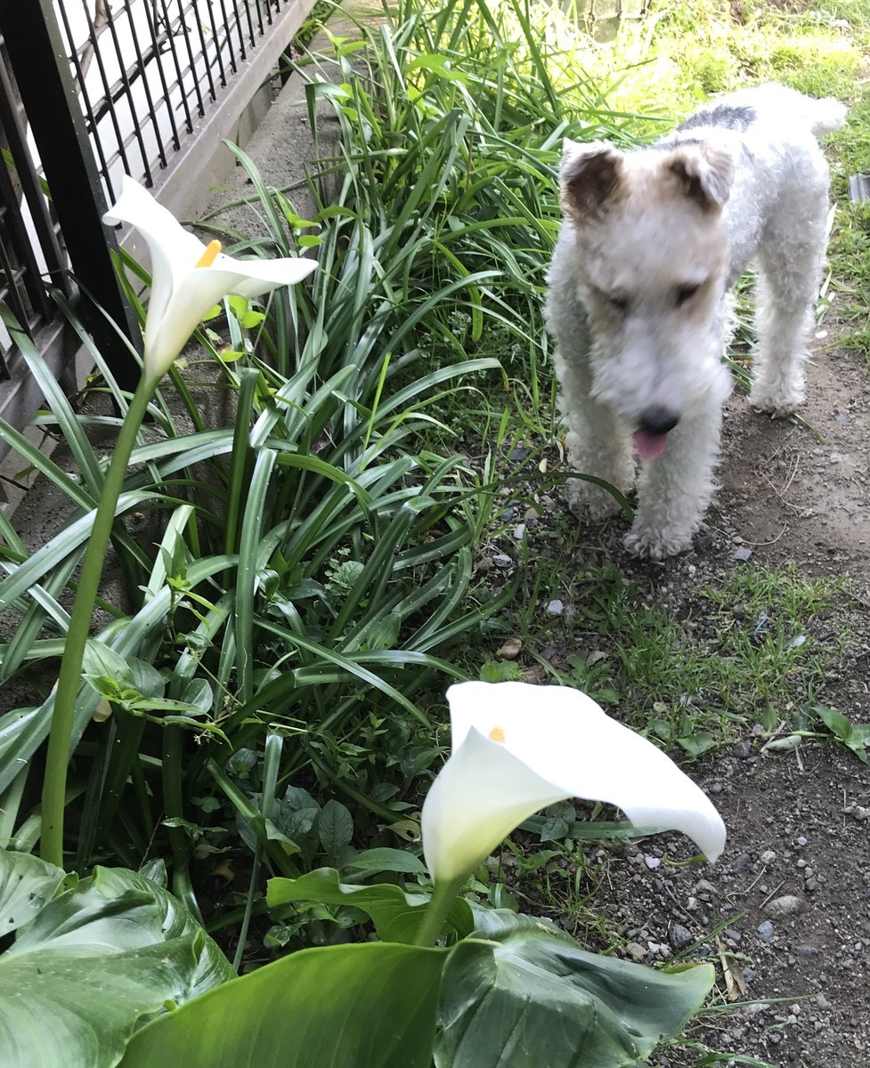 f:id:NCOM:20190408234109j:plain