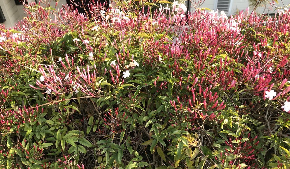 f:id:NCOM:20190408234234j:plain