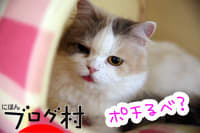 にほんブログ村 猫ブログ 完全室内飼