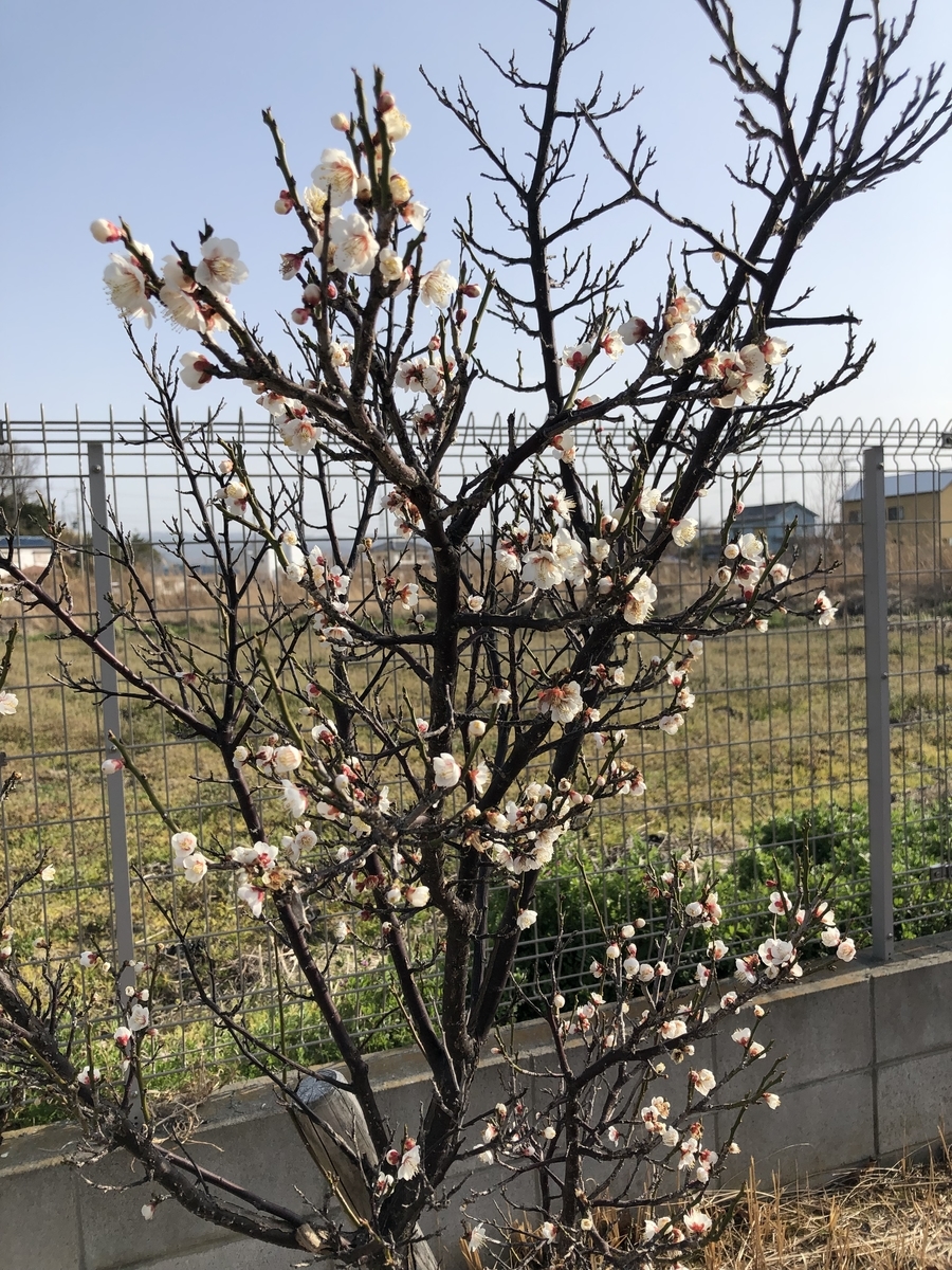 f:id:NK700108:20220306092922j:plain