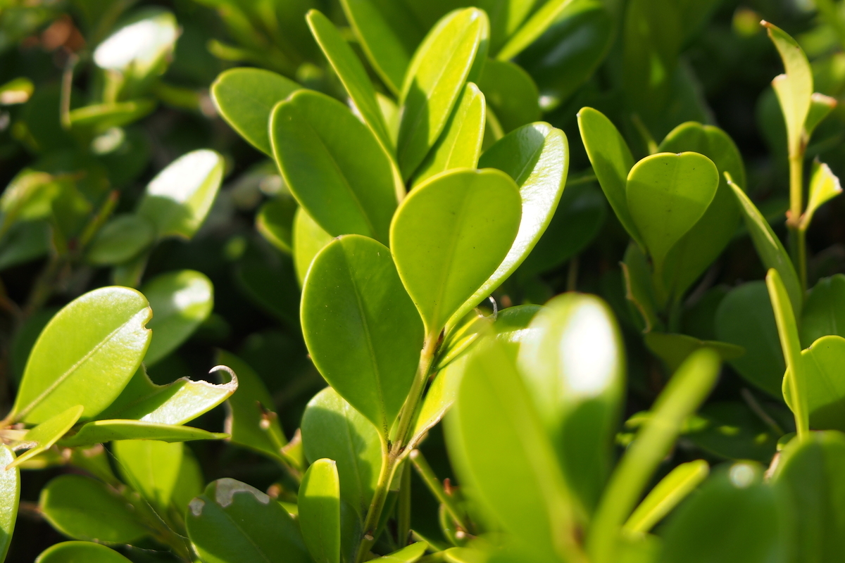 f:id:NM_BlueRapid:20210619204952j:plain