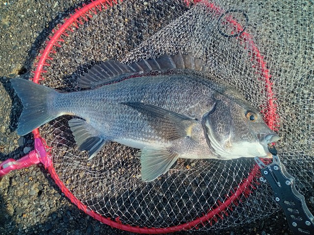 f:id:NONAL:20210823003832j:image f:id:NONAL:20210823003832j:image