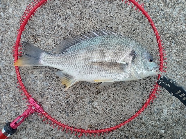 f:id:NONAL:20210823005547j:image f:id:NONAL:20210823005547j:image