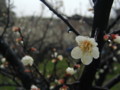 20100307150313