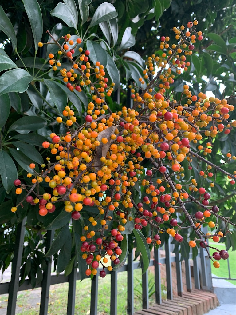 f:id:NOV2008:20260119052356j:image f:id:NOV2008:20260119052356j:image