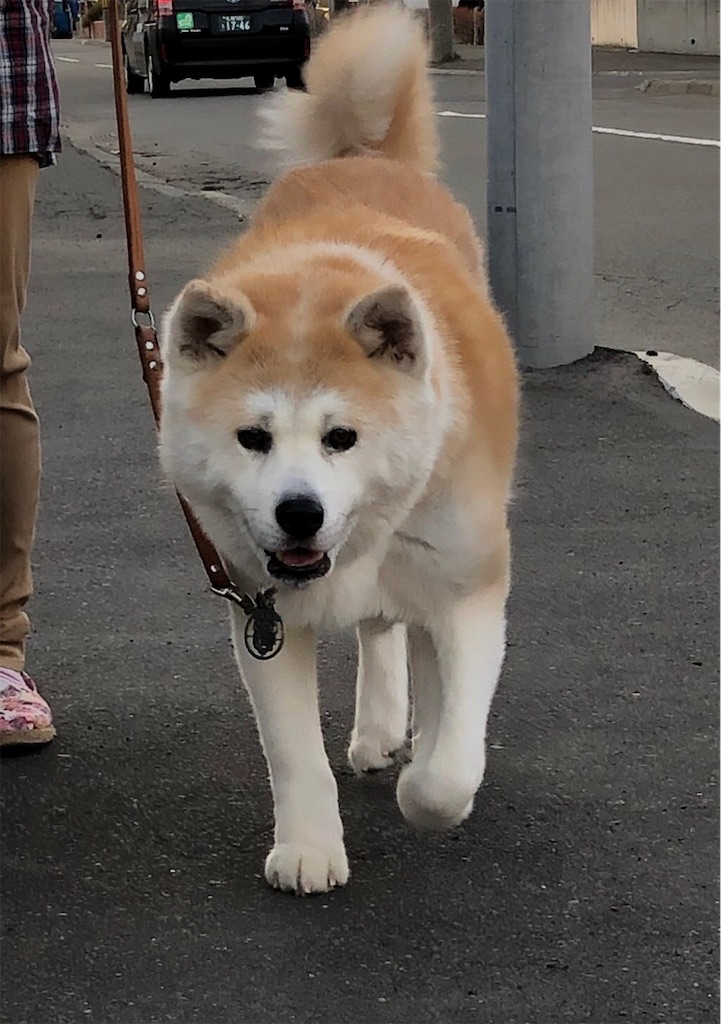 f:id:NOZAkiyo:20200405082757j:image