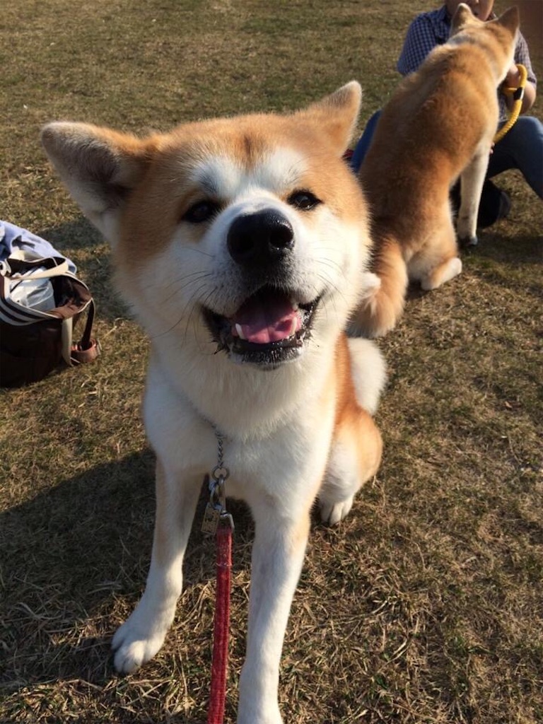 f:id:NOZAkiyo:20200503171537j:image f:id:NOZAkiyo:20200503171537j:image
