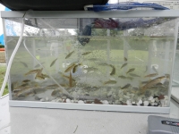 一時間ｌの釣果