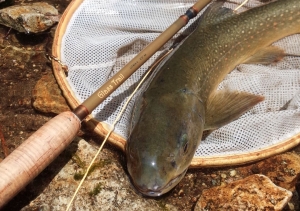 大岩魚アップ