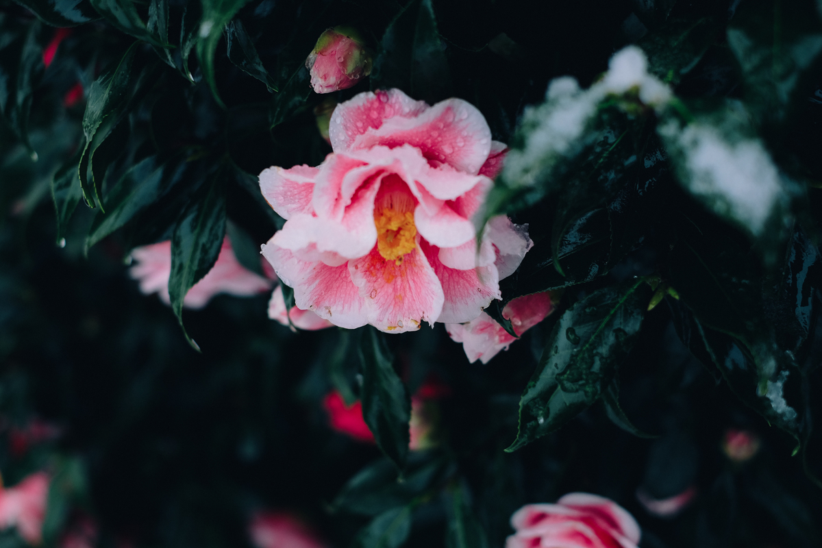 f:id:NR03:20200416102655j:plain