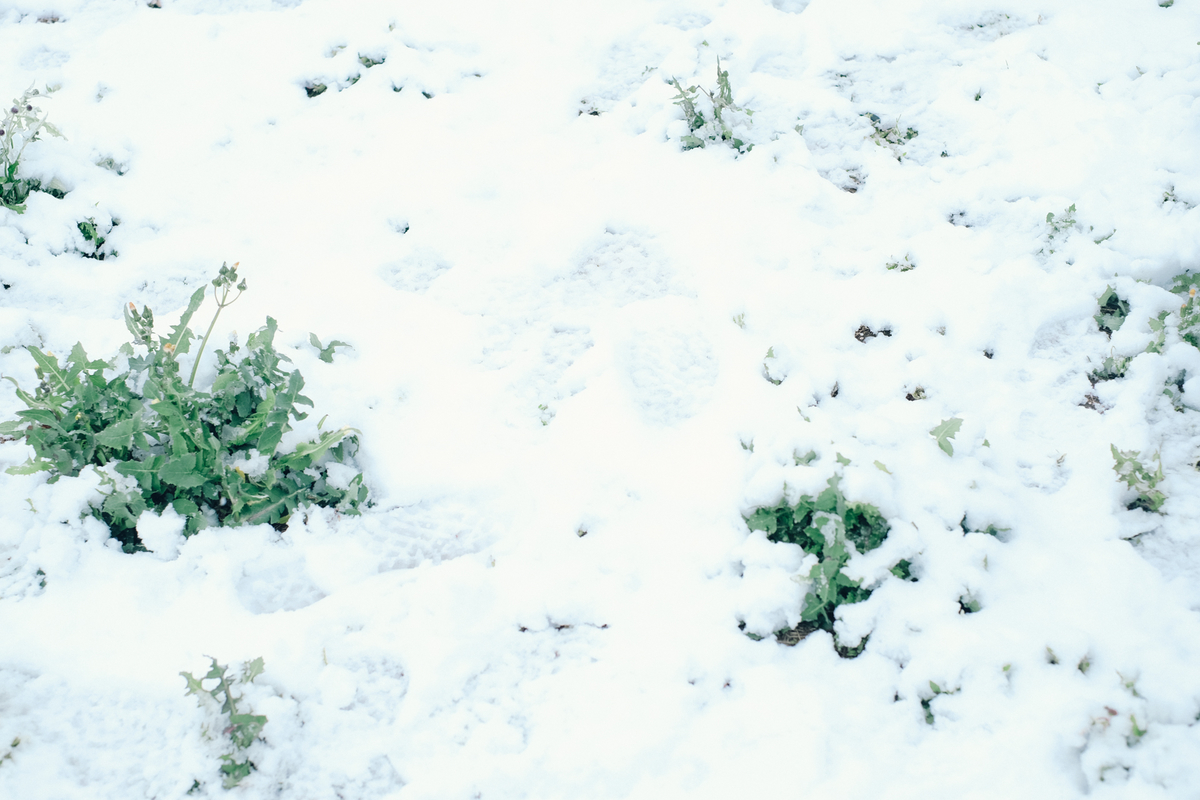 f:id:NR03:20200416102914j:plain