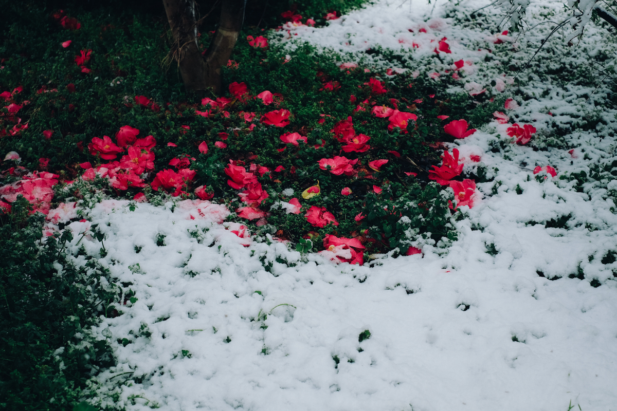 f:id:NR03:20200416103139j:plain