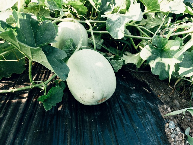 f:id:NR03:20230801213826j:image