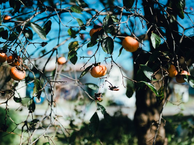 f:id:NR03:20241202174902j:image f:id:NR03:20241202174902j:image