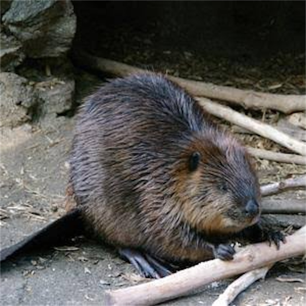 f:id:NRMY:20230126222958j:image