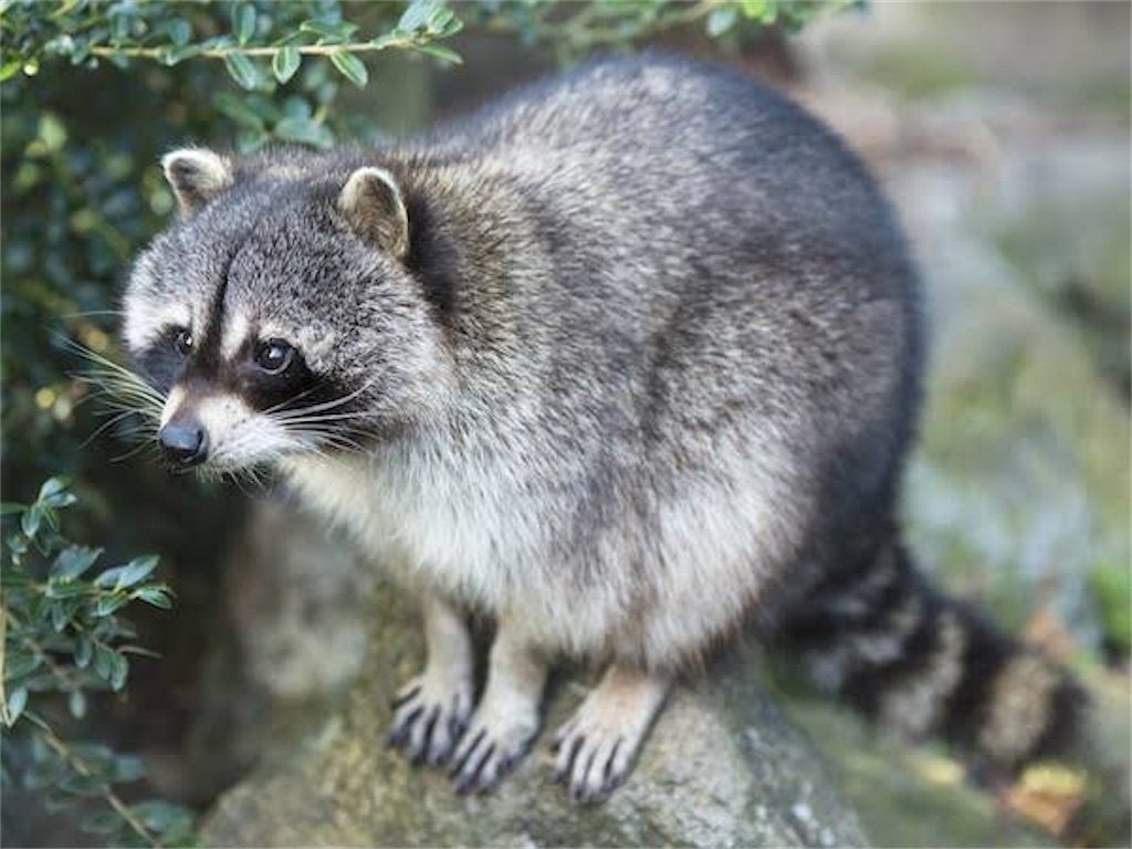 f:id:NRMY:20230126223141j:image