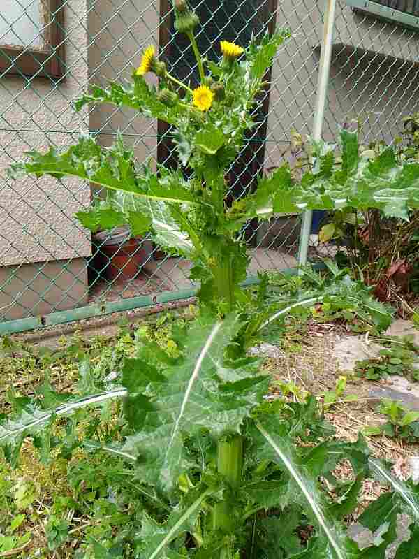 「雑草」の花、よく見ると綺麗です。 フリーランス兼業主夫日記