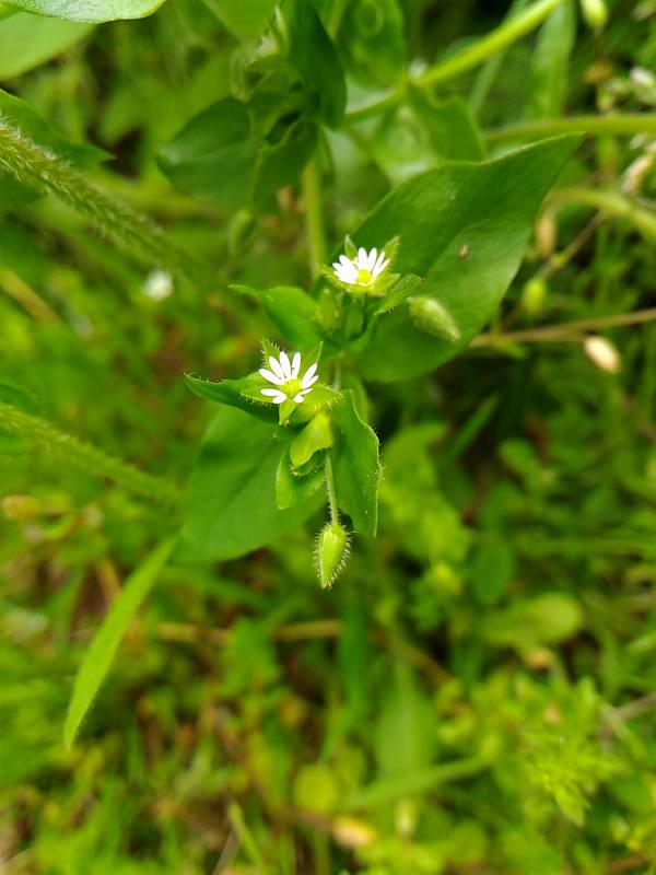f:id:NShufu:20170509194720j:plain f:id:NShufu:20170509194720j:plain
