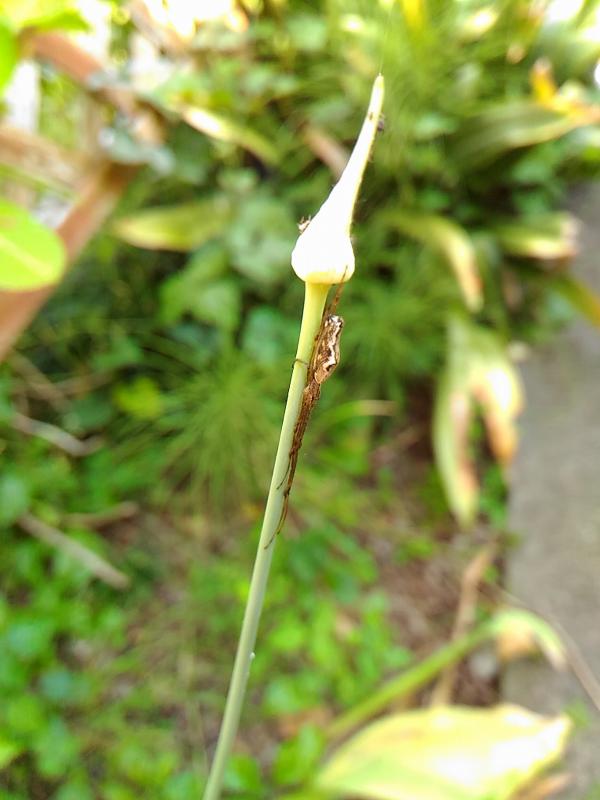 f:id:NShufu:20170523170359j:plain
