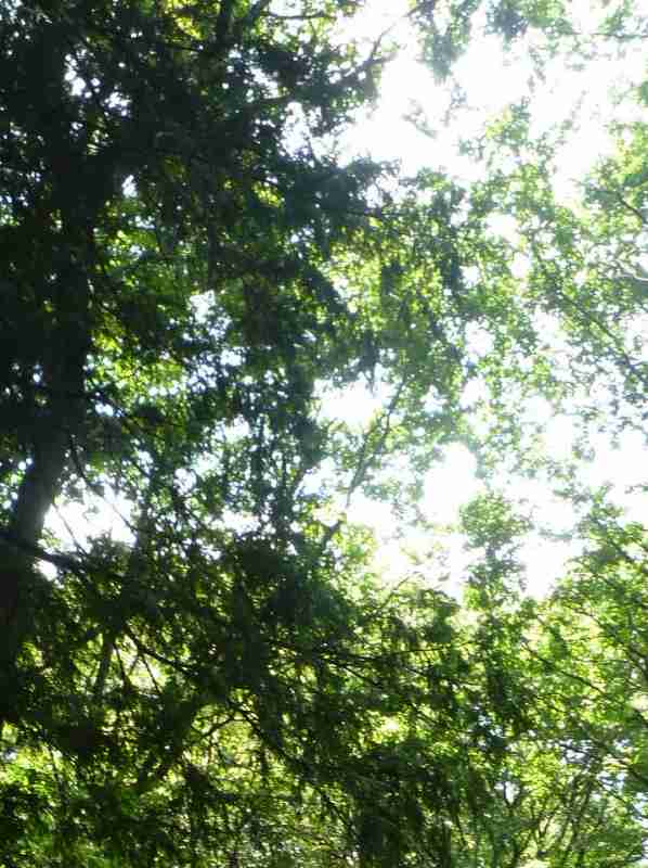 f:id:NShufu:20170615101501j:plain f:id:NShufu:20170615101501j:plain