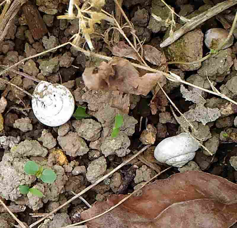 f:id:NShufu:20170627165931j:plain