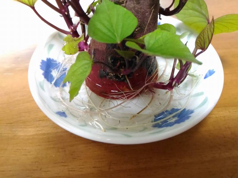 f:id:NShufu:20170822164915j:plain